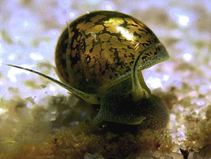 Lumache per acquario d’acqua dolce pulitrici anti alghe di altissima qualità