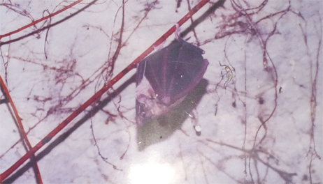 Rhinolophus Ferrumequinum